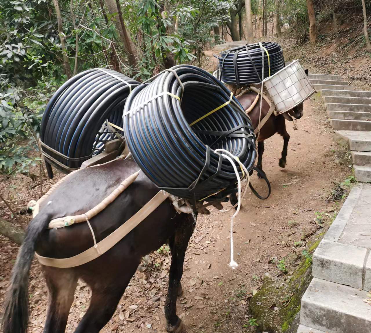 荔湾区马帮运输