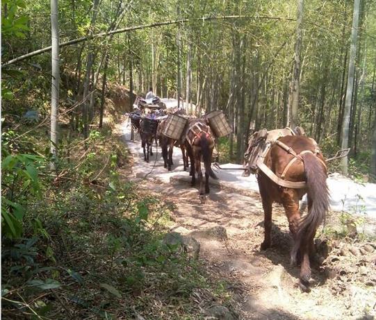 荔湾区马帮运输电话