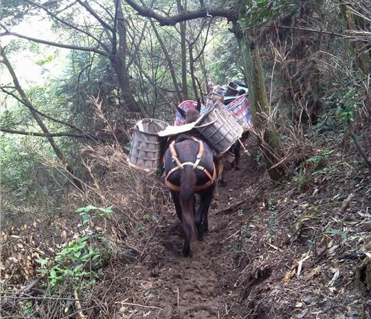 荔湾区马帮运输公司