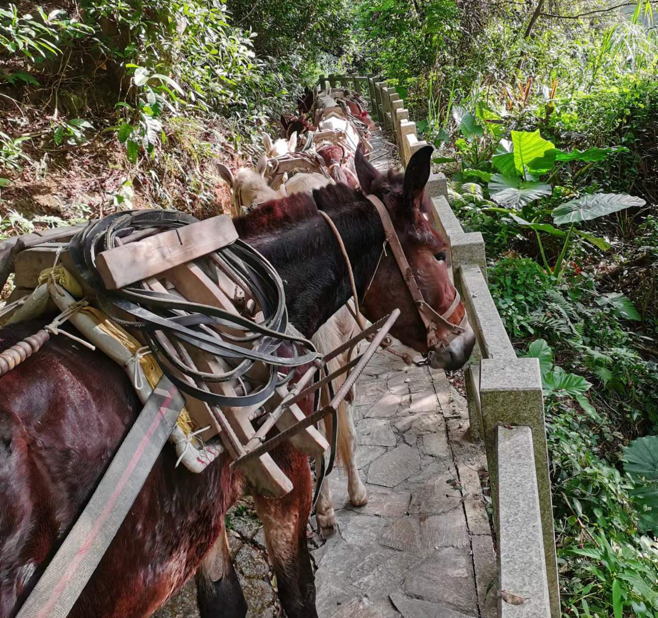 荔湾区马队运输