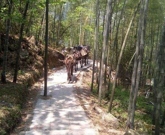 荔湾区马队运输公司