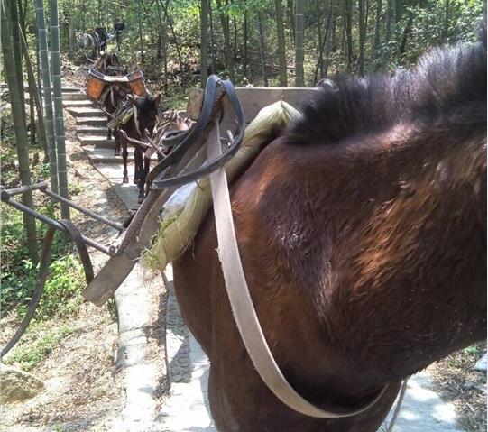 荔湾区骡马队运输