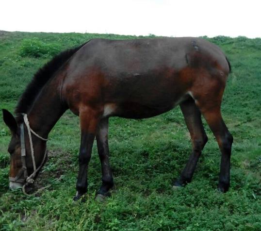 荔湾区骡马搬运