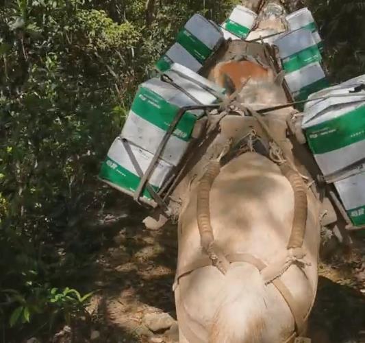 荔湾区骡马山路运输