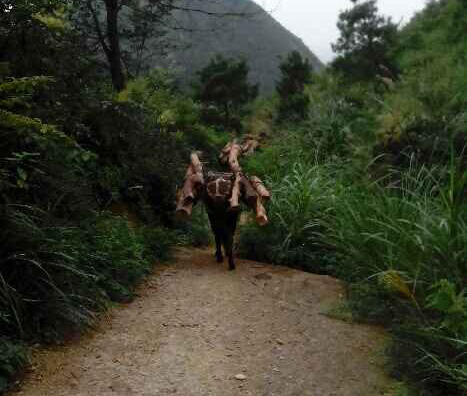 荔湾区骡马运输