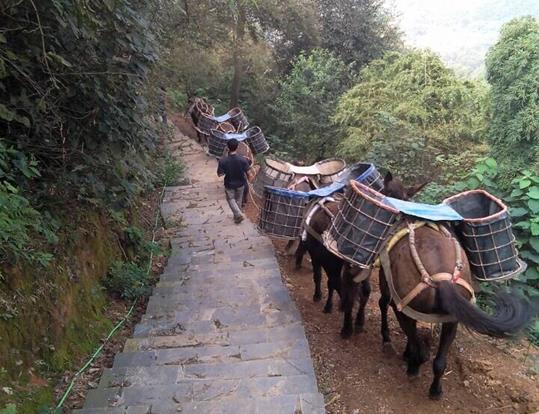 荔湾区骡马运输电话