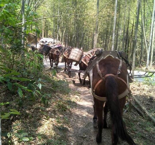 荔湾区骡马运输公司
