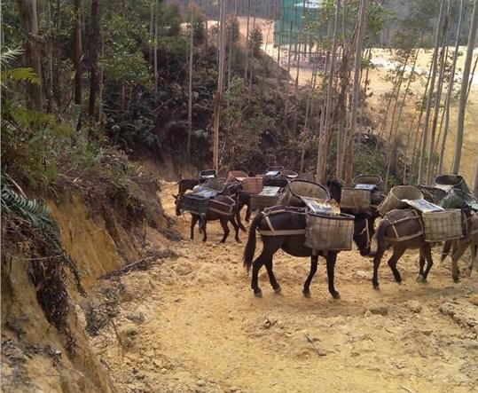荔湾区马帮山路运输