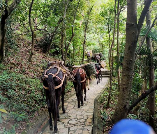 荔湾区马队运输电话