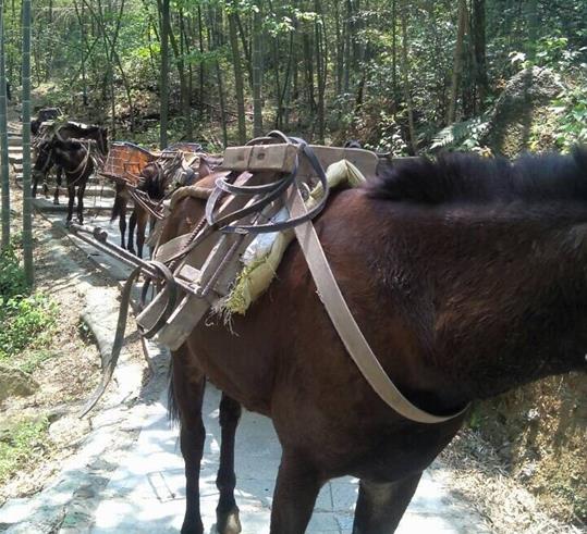 荔湾区山路骡马运输