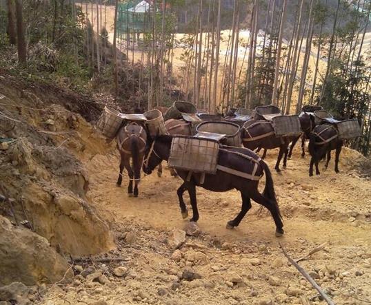 荔湾区山区马队运输